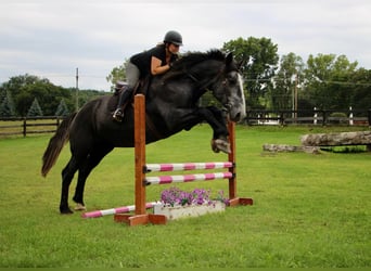 caballo de tiro, Caballo castrado, 7 años, Tordo