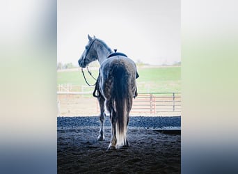caballo de tiro Mestizo, Caballo castrado, 7 años, Tordo