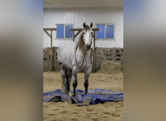 caballo de tiro Mestizo, Caballo castrado, 7 años, Tordo