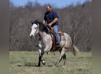 caballo de tiro, Caballo castrado, 7 años, Tordo rodado