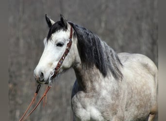 caballo de tiro, Caballo castrado, 7 años, Tordo rodado