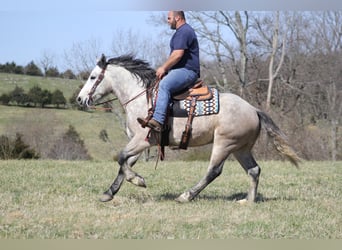 caballo de tiro, Caballo castrado, 7 años, Tordo rodado