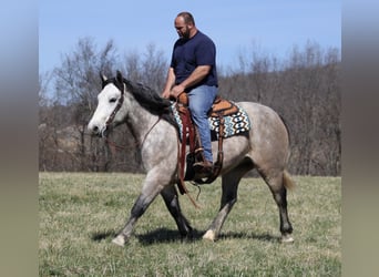 caballo de tiro, Caballo castrado, 7 años, Tordo rodado