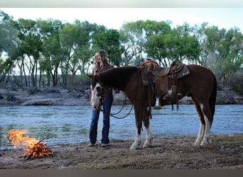 caballo de tiro Mestizo, Caballo castrado, 8 años, 142 cm, Castaño-ruano