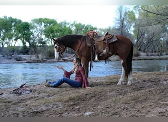 caballo de tiro Mestizo, Caballo castrado, 8 años, 142 cm, Castaño-ruano