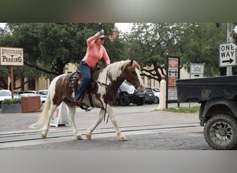 caballo de tiro, Caballo castrado, 8 años, 145 cm, Ruano alazán