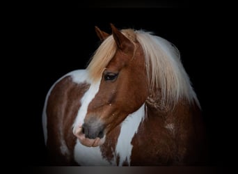 caballo de tiro, Caballo castrado, 8 años, 145 cm, Ruano alazán