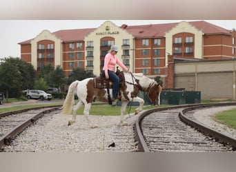 caballo de tiro, Caballo castrado, 8 años, 145 cm, Ruano alazán