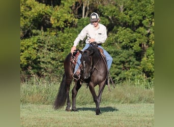 caballo de tiro, Caballo castrado, 8 años, 150 cm, Negro