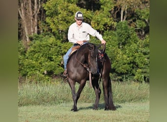 caballo de tiro, Caballo castrado, 8 años, 150 cm, Negro