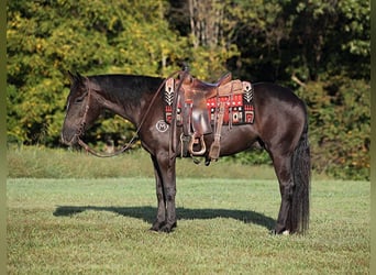 caballo de tiro, Caballo castrado, 8 años, 150 cm, Negro
