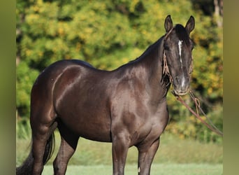 caballo de tiro, Caballo castrado, 8 años, 150 cm, Negro