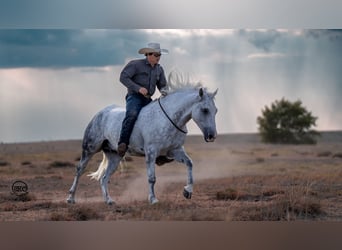 caballo de tiro Mestizo, Caballo castrado, 8 años, 150 cm, Tordo