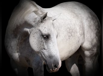 caballo de tiro Mestizo, Caballo castrado, 8 años, 150 cm, Tordo