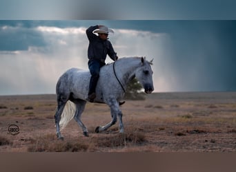 caballo de tiro Mestizo, Caballo castrado, 8 años, 150 cm, Tordo