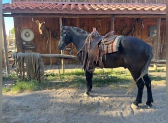 caballo de tiro, Caballo castrado, 8 años, 150 cm, Tordo