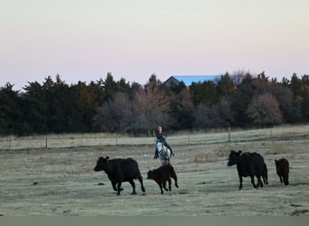 caballo de tiro, Caballo castrado, 8 años, 150 cm, Tordo