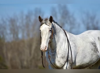 caballo de tiro Mestizo, Caballo castrado, 8 años, 152 cm