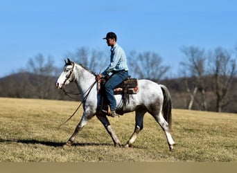 caballo de tiro Mestizo, Caballo castrado, 8 años, 152 cm