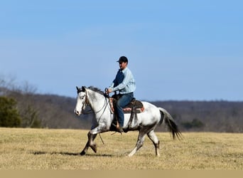 caballo de tiro Mestizo, Caballo castrado, 8 años, 152 cm