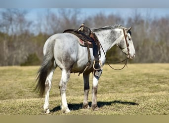 caballo de tiro Mestizo, Caballo castrado, 8 años, 152 cm