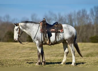 caballo de tiro Mestizo, Caballo castrado, 8 años, 152 cm