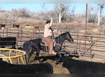 caballo de tiro Mestizo, Caballo castrado, 8 años, 152 cm, Negro