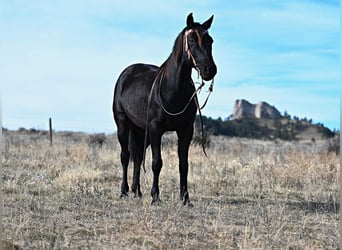 caballo de tiro Mestizo, Caballo castrado, 8 años, 152 cm, Negro