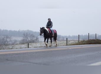 caballo de tiro Mestizo, Caballo castrado, 8 años, 155 cm