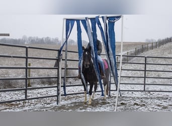 caballo de tiro Mestizo, Caballo castrado, 8 años, 155 cm