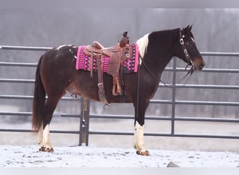 caballo de tiro Mestizo, Caballo castrado, 8 años, 155 cm