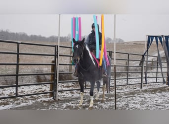 caballo de tiro Mestizo, Caballo castrado, 8 años, 155 cm