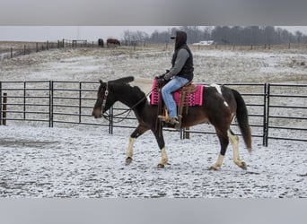 caballo de tiro Mestizo, Caballo castrado, 8 años, 155 cm