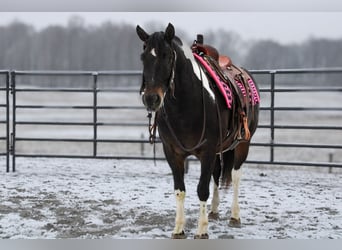 caballo de tiro Mestizo, Caballo castrado, 8 años, 155 cm