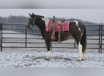 caballo de tiro Mestizo, Caballo castrado, 8 años, 155 cm