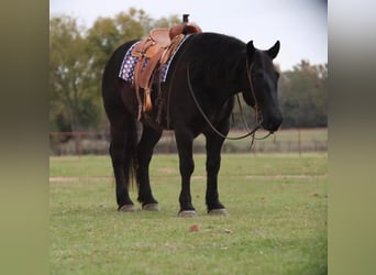 caballo de tiro Mestizo, Caballo castrado, 8 años, 155 cm, Negro
