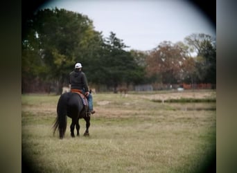 caballo de tiro Mestizo, Caballo castrado, 8 años, 155 cm, Negro