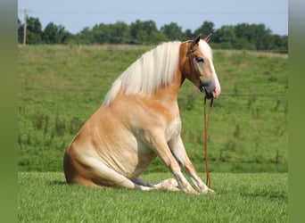 caballo de tiro, Caballo castrado, 8 años, 155 cm, Palomino