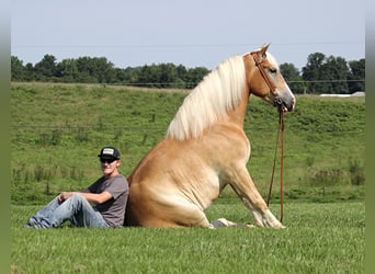 caballo de tiro, Caballo castrado, 8 años, 155 cm, Palomino