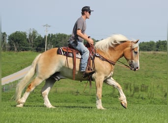 caballo de tiro, Caballo castrado, 8 años, 155 cm, Palomino