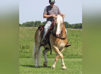 caballo de tiro, Caballo castrado, 8 años, 155 cm, Palomino