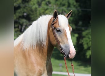 caballo de tiro, Caballo castrado, 8 años, 155 cm, Palomino