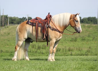 caballo de tiro, Caballo castrado, 8 años, 155 cm, Palomino