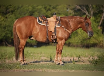caballo de tiro Mestizo, Caballo castrado, 8 años, 157 cm, Alazán rojizo