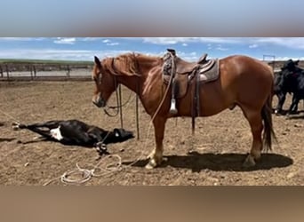 caballo de tiro Mestizo, Caballo castrado, 8 años, 157 cm, Alazán rojizo