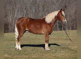 caballo de tiro, Caballo castrado, 8 años, 157 cm, Alazán rojizo