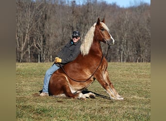 caballo de tiro, Caballo castrado, 8 años, 157 cm, Alazán rojizo