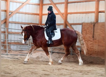 caballo de tiro, Caballo castrado, 8 años, 157 cm, Alazán rojizo