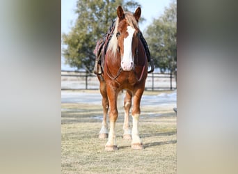 caballo de tiro, Caballo castrado, 8 años, 157 cm, Alazán rojizo