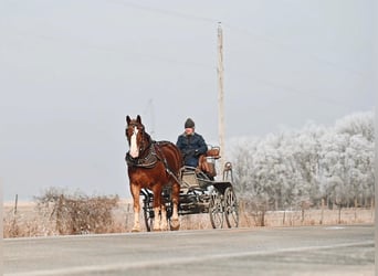 caballo de tiro, Caballo castrado, 8 años, 157 cm, Alazán rojizo